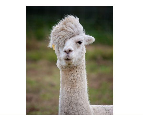 幸 このイケメンアルパカはオダギリジョーに似ていると言われていますが 私のいとこ兄はオダギリジョーに似ているので 最終的にいとこ兄に見えます Http T Co Fsmojsnhly Twitter