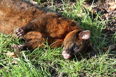 YoungDairyEd's tweet photo. @OSPRI_NZ @YoungCountryEd Project Possum- learn possum control @school earn credits and money http://t.co/ZxacOX78va http://t.co/KsiKyFOi9o