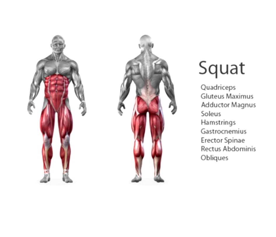 puronutrition's tweet photo. The Importance of Squats!! http://t.co/xulvnaRWrW