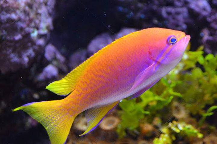 VCS700014's tweet image. Aquarium fish &amp;amp; decoration.