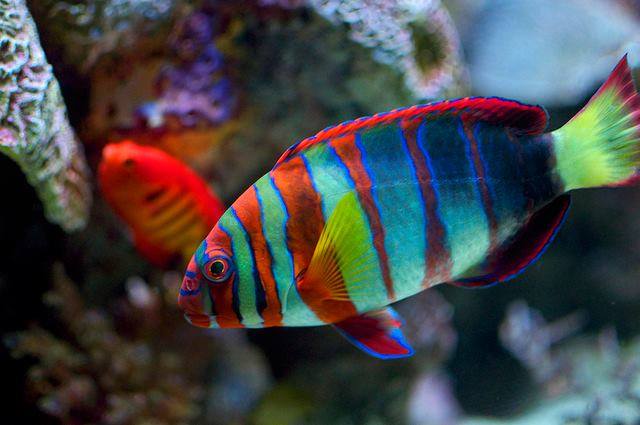 VCS700014's tweet image. Aquarium fish &amp;amp; decoration.