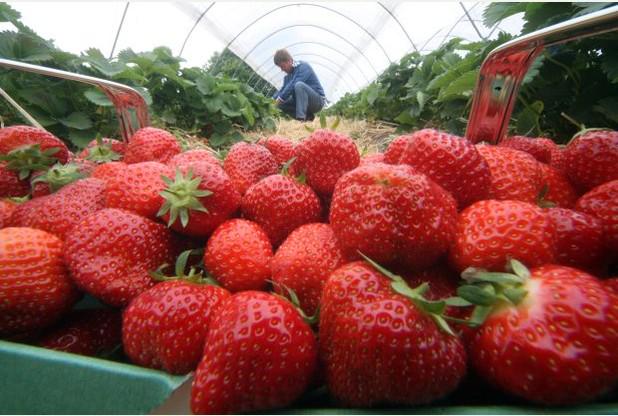 derbyshire_live's tweet photo. It's strawberry season! Find out where you can go picking in and around Derbyshire http://t.co/V9jUemAYfy http://t.co/CiDQQ3Md9W