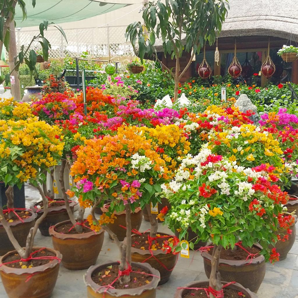 UaeInsider's tweet photo. Dubai Garden Center a one-stop garden &amp; plant shop for green finger enthusiasts &amp; landscaping artists #uaeinsider http://t.co/kk46tTmMvs