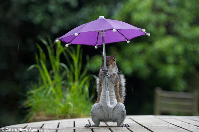 ConfidentCommn's tweet photo. http://t.co/JTIdMOyzLL 😂 Funniest Picture of the year so far! #squirrelchops http://t.co/DgEGzJaUjM