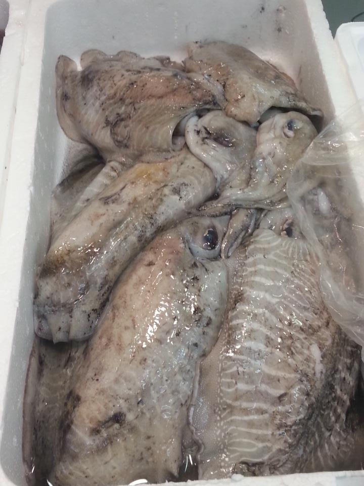 mercheytere's tweet photo. La pinta del choco es increible. Los salmonetes le dan color al puesto. Volvemos a tener gamba fresca y mucho mas http://t.co/TW3Wucs6dJ