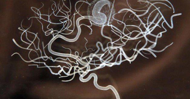 wef's tweet photo. What speaking two languages does to the #brain http://t.co/zLvIU5XN6x #neuroscience #ideas http://t.co/YgUCbguanV