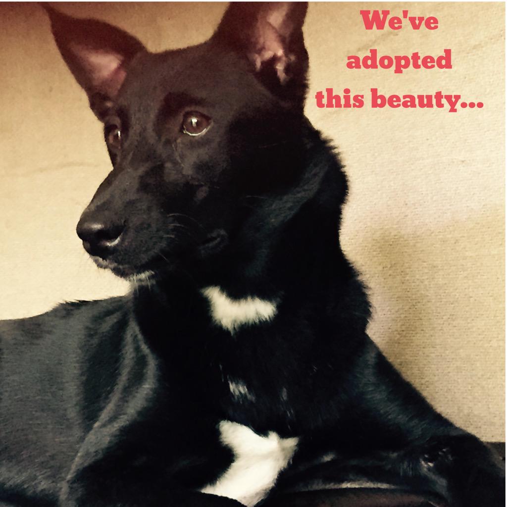 FarOutAkhtar's tweet photo. He has relentlessly been helping stray animals to find loving homes.. Vote for Taronish at - http://t.co/gJgjNpP5nd http://t.co/oyKpPYAEkJ