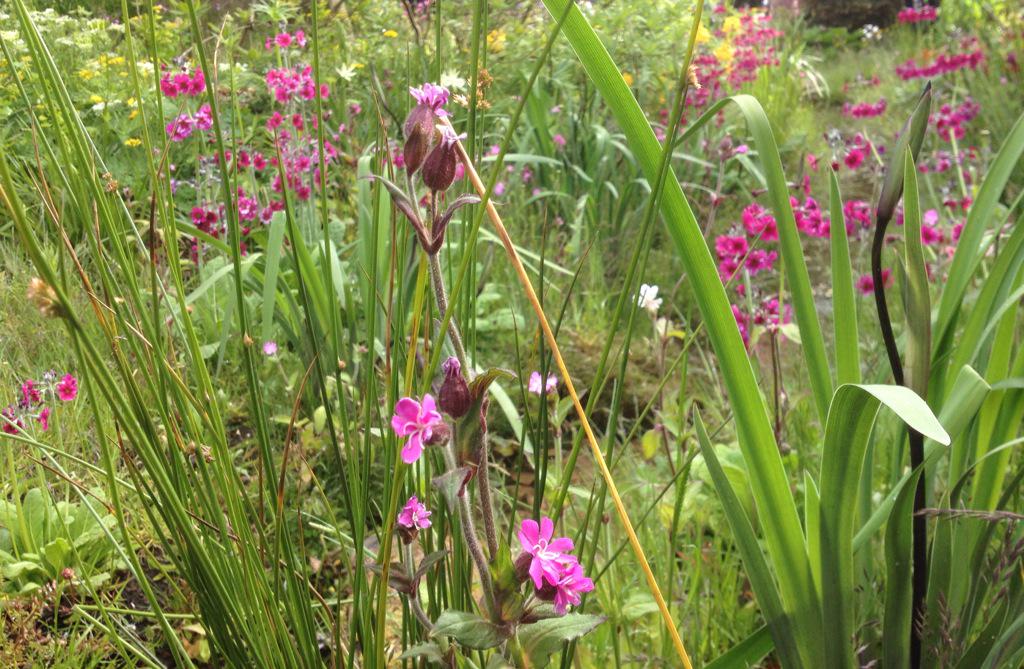 Dan Pearson's Chatsworth garden is possibly my favourite ever #RHSChelsea  show garden. It's like a piece of nature.