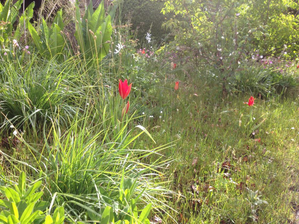 Plantedd tweet picture