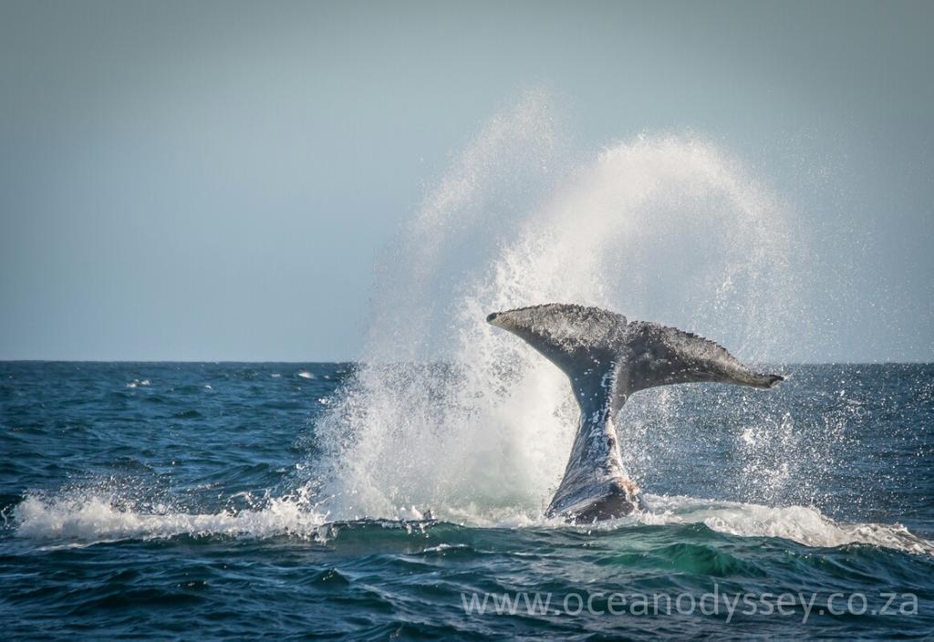 Ocean Odyssey whale watching Knysna tweet media