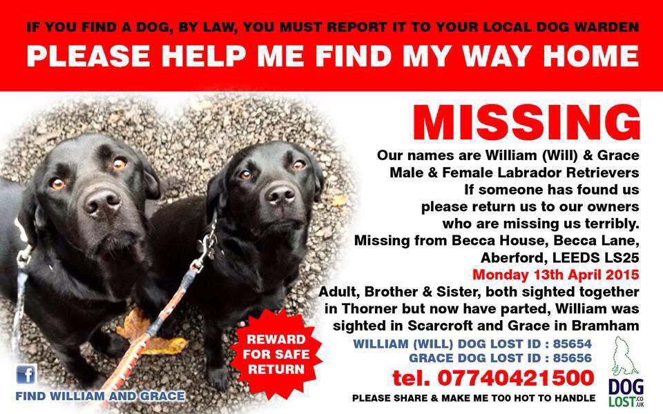 CS_Farm's tweet image. @DrBrianMay @ChiefieLinda @DoglostUK Will &amp;amp; Grace missing since 13th April Plz RT make these dogs too hot to handle