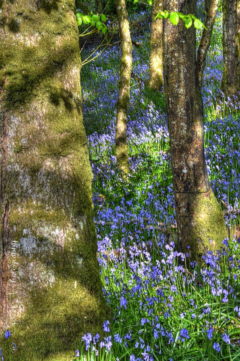 Bluebell Wood <a href="/Carmjournal/">Carmarthen Journal</a> @NTWales <a href="/LlanelliStar/">Llanelli Star</a> @WoodlandTrust #bluebells #woodland <a href="/Dinefwr_Castle/">Dinefwr Castle Woods</a> <a href="/WTSWW/">WildlifeTrustSWWales 🦡🐬</a> <a href="/WTWales/">Wildlife Trusts Wales</a>