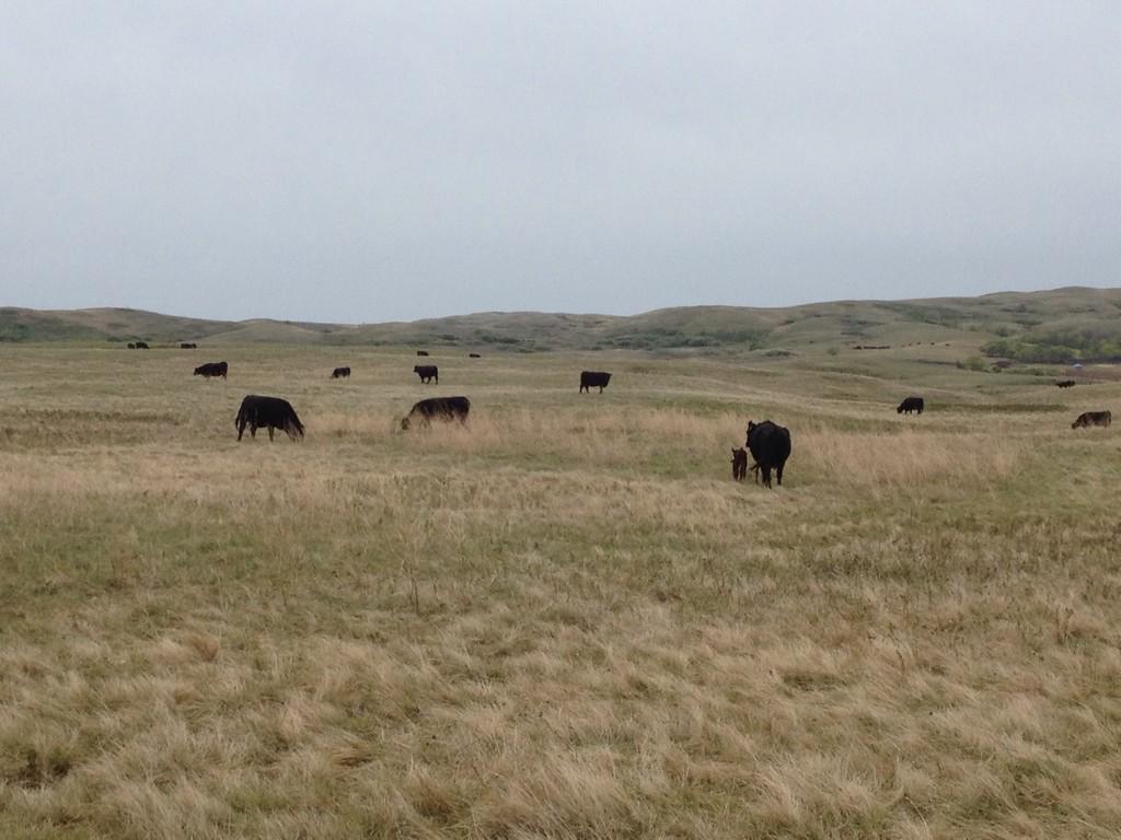 Was able to check on calving progress this weekend, haven't looked at a cow since we started seeding