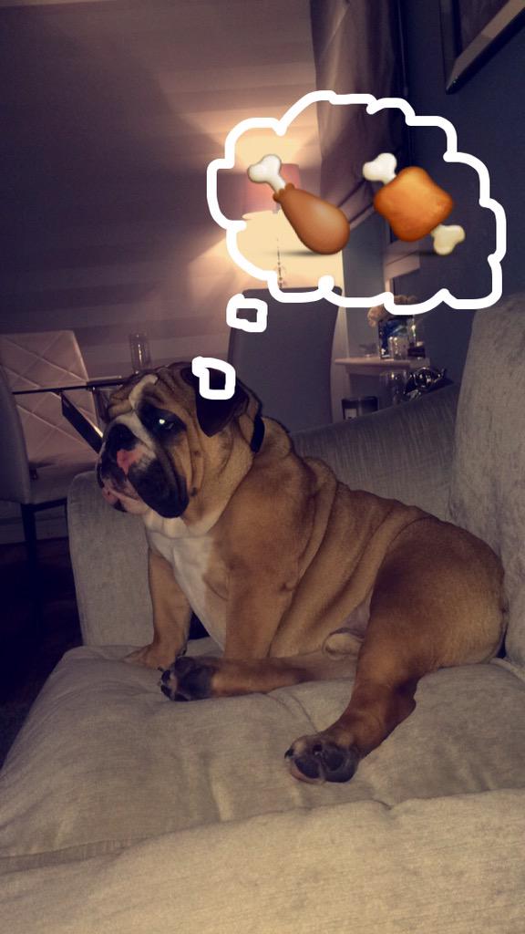 fergusonthedug's tweet photo. Thinkin' bout chicken 🍗🍖 http://t.co/rRO6Eorrfp