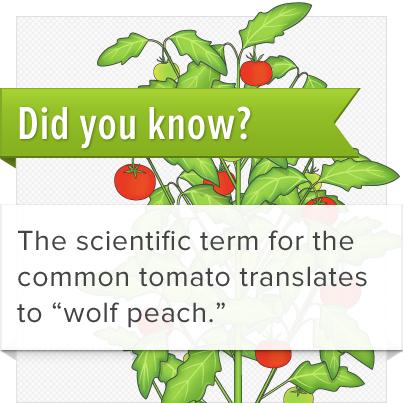 GoSproutIt's tweet image. Don't know about you, but we can hardly wait for wolf peach season! #tomatoes #growyourown