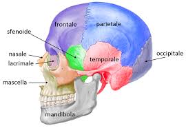 BioEDENItaly's tweet photo. Scoperte staminali per trattare lesioni cranio-facciali; nuove terapie disponibili in 5/10anni http://t.co/AWKDhuPoXM http://t.co/5gJluiP7kN