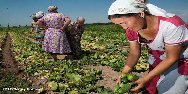 FAOKnowledge's tweet photo. #Europe &amp; C. Asia is largely a region of smallholders. Empowering smallholders &amp; family farms http://t.co/39PGSiL8S2 http://t.co/p7kf6V2XDr