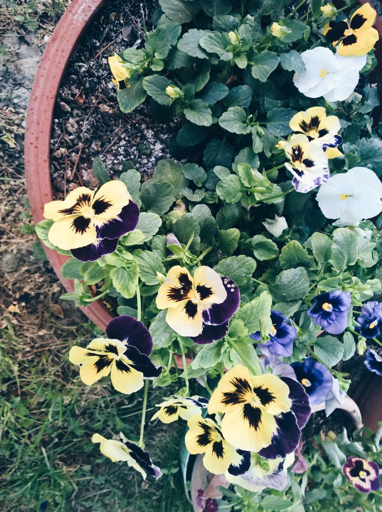 SaraDesiderio_'s tweet image. Busy week, wish me luck! #thursdayroutine #fashionblogger #flowerpower #summer