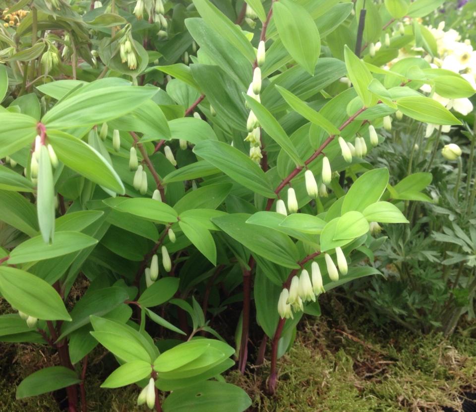 A striking Solomon's seal with red stems called Polygonatum odoratum 'Red Stem'. Call a spade a spade! #RHSChelsea