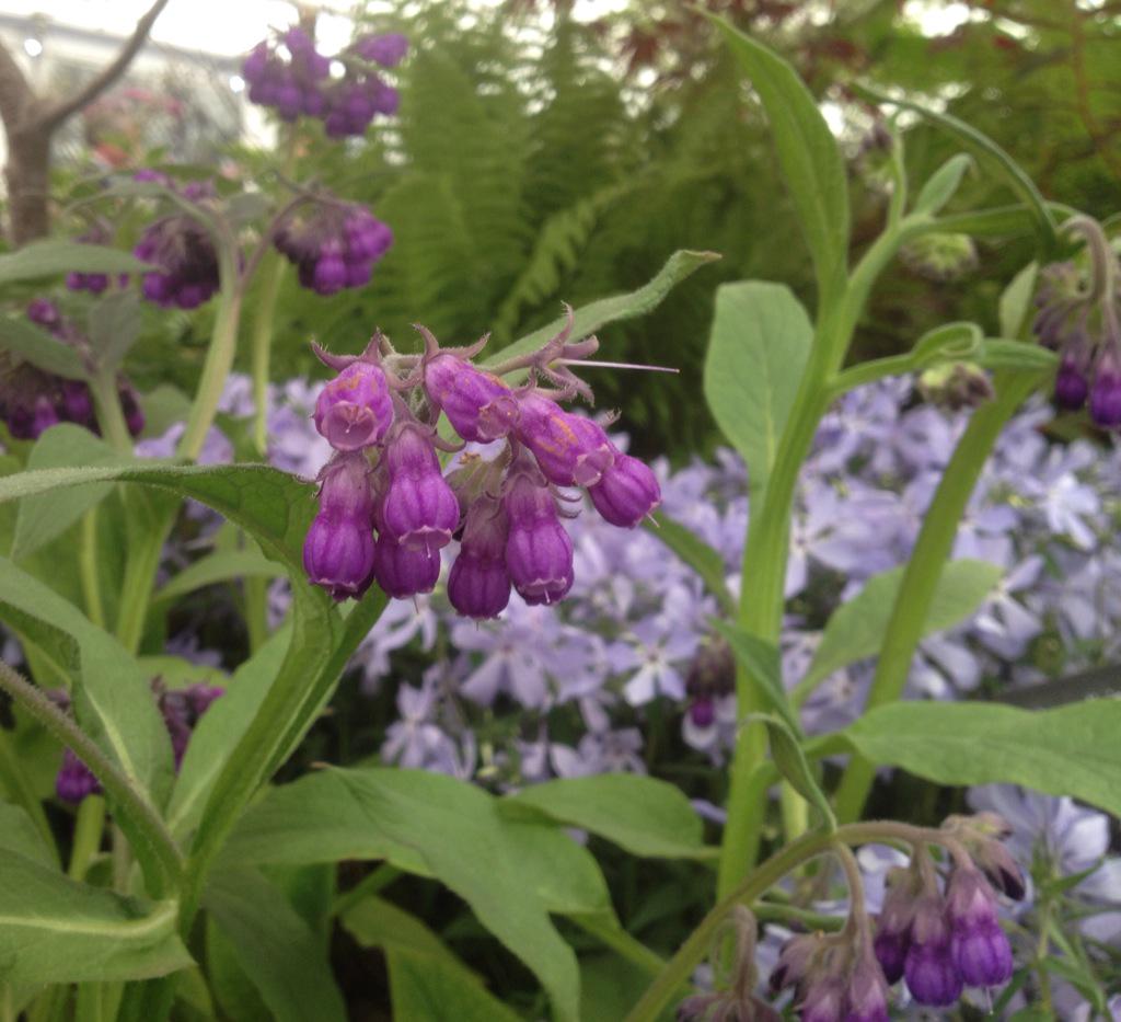A comfrey that's rather pretty - more refined looking. Symphytum x uplandicum 'Moorland Heather'. #RHSChelsea