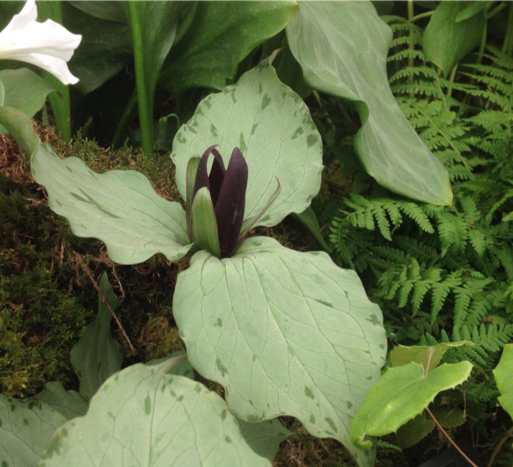 A new Trillium from Harveys Garden Plants. T. 'Green Frost'. Looks like it would probably stand out in the garden.