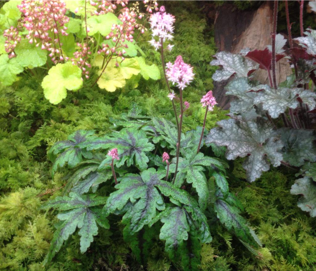 Very sweet little Tiarella from <a href="/plantagogo/">Vicky & Richard Fox🌱</a> which has a pair of extra leaflets, hence the name 'Angel Wings'.