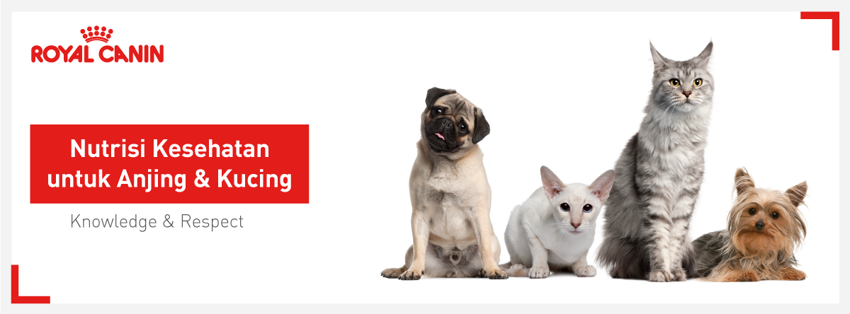 Bryan Adams Vanessalecilar Twitter