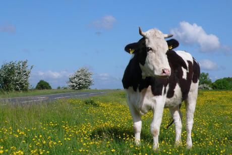 Is #CAPsimplification #BetterRegulation? @Timmermans @Hogan goo.gl/oVFZRy @Green_Europe