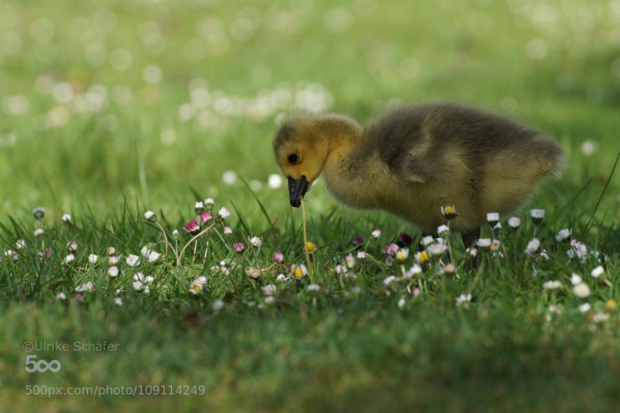 Yummy #Daisy by ... - covergap.com/yummy-daisy-by… #BrantaCanadensis #CanadaGosling #Cute #Goessel #Gosling