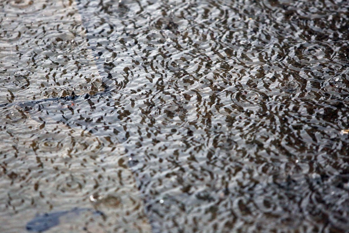 BedsLive's tweet image. Thunder risk across Bedfordshire this afternoon
ow.ly/N8lRO