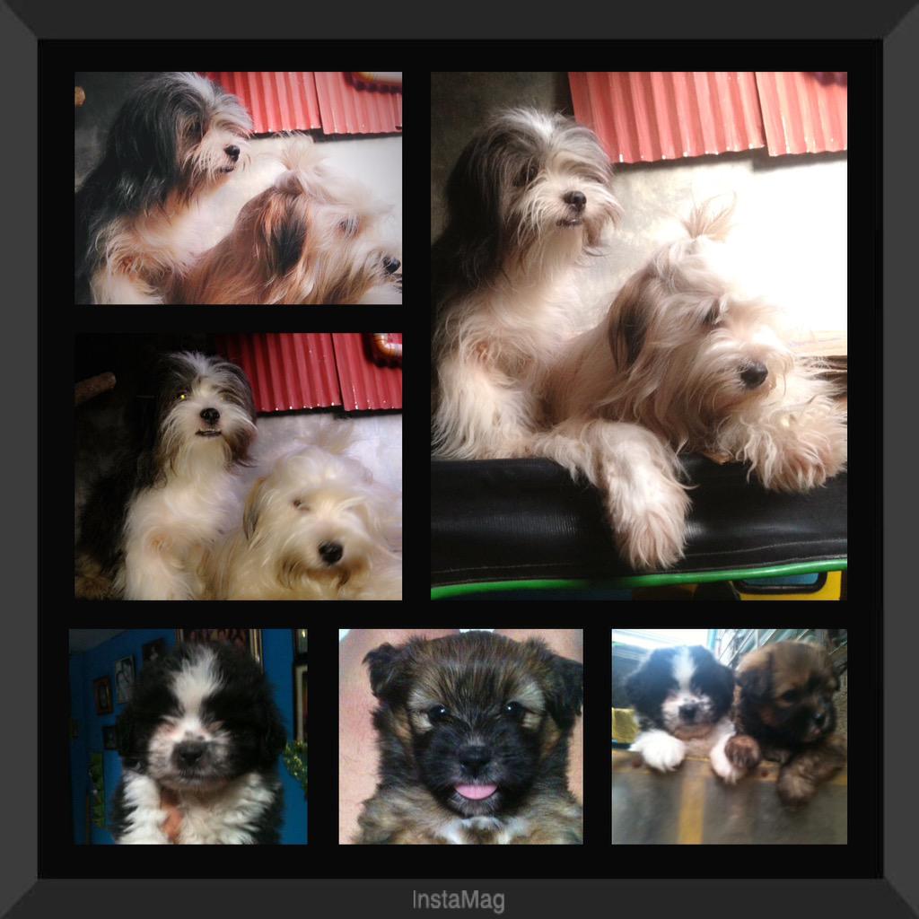 jbzissue tweet picture