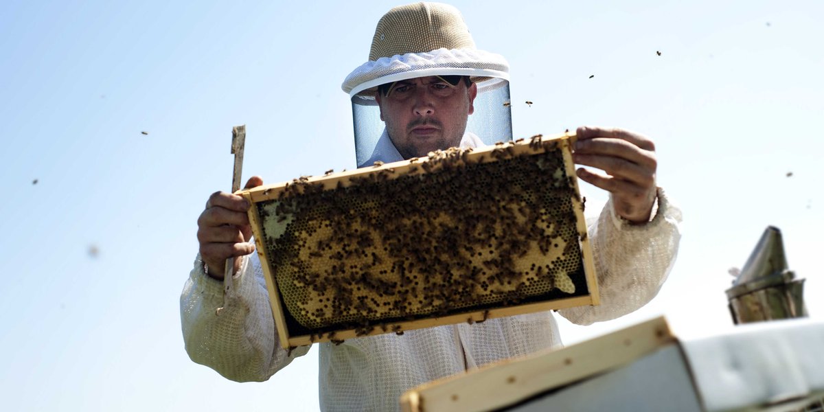 Приспособление для снятия роя пчел с деревьев. Рой пчел. Рой пчел. Лицо пчелы. Огромный рой пчёл.