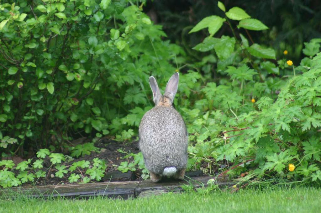 bunny_jump's tweet photo. It's been a fabulous few years, but I'm sad to announce that i'm going to close the doors to Bunny Jump Central... http://t.co/esUXkJbKok