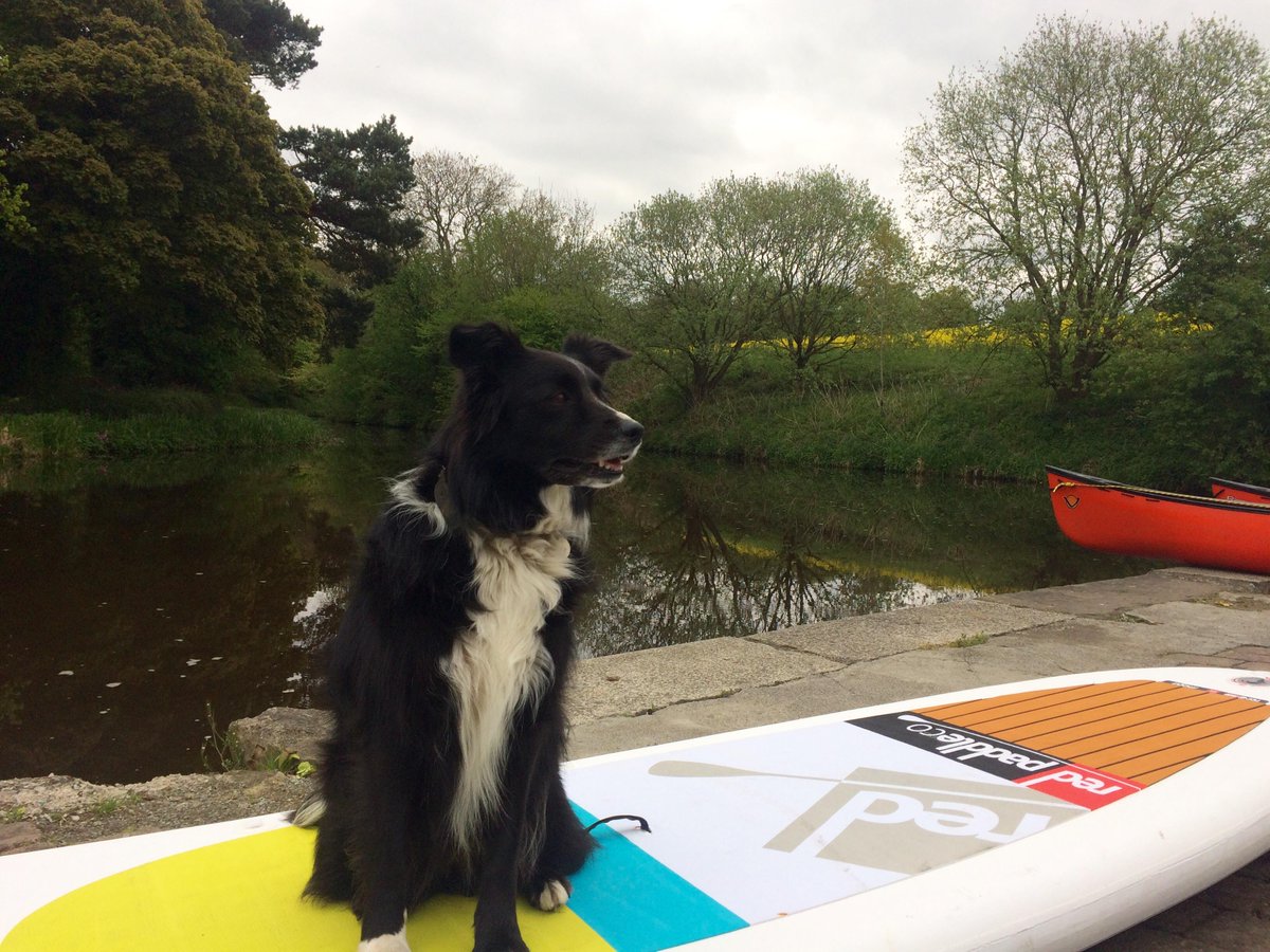 sup_scotland's tweet photo. not just for humans #sup #superdog @sup_scotland http://t.co/UIPO1x637o