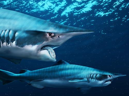 Gallery: 6 sea creatures with funny faces – and why they look so weird: ow.ly/N8twa