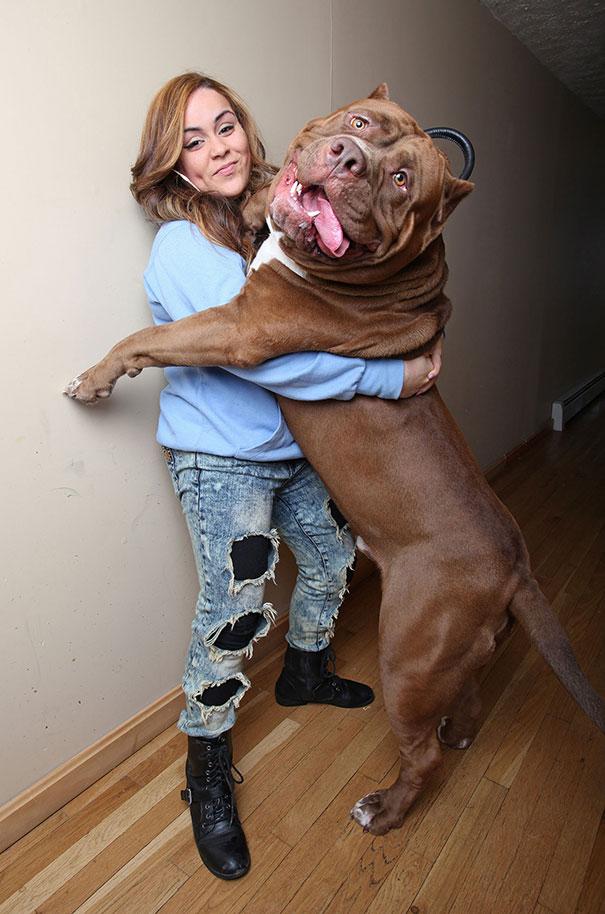 20+ #Dogs Who Don’t Understand How #BIG They Are. #giant #dog 
boredpanda.com/big-dogs-bigge…