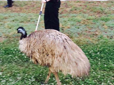 Traffic was jammed both ways on I-20 in Douglasville this morning as a runaway emu was running in the street.