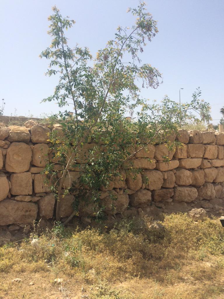 JoelRenkema's tweet photo. Mustard tree: It's seeds are tiny & US Customs won't let them in b/c they grow like crazy. #smallfaith=dangerousfaith http://t.co/Bf0US3jNpO