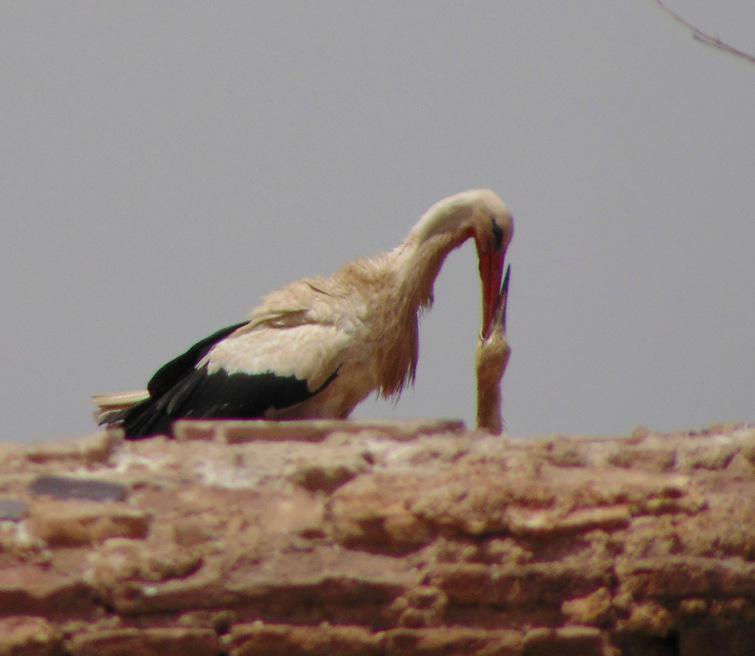 Lunchtime at the El Badi Palace. #marrakech #storks