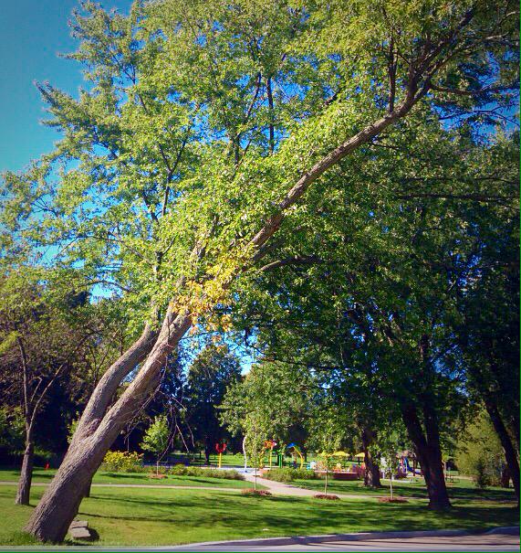 lynromanko's tweet photo. One of our prettiest lakeside parks. Love her beautiful trees. #MarieCurtisPark #LongBranchTO #Etobicoke #TreesTO http://t.co/xk3iN1UcY0