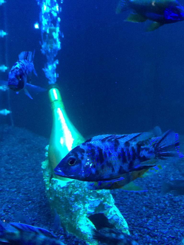 EvaApps's tweet image. Ace of spade champaign idea by David Manal