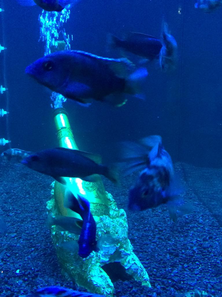 EvaApps's tweet image. Ace of spade champaign idea by David Manal