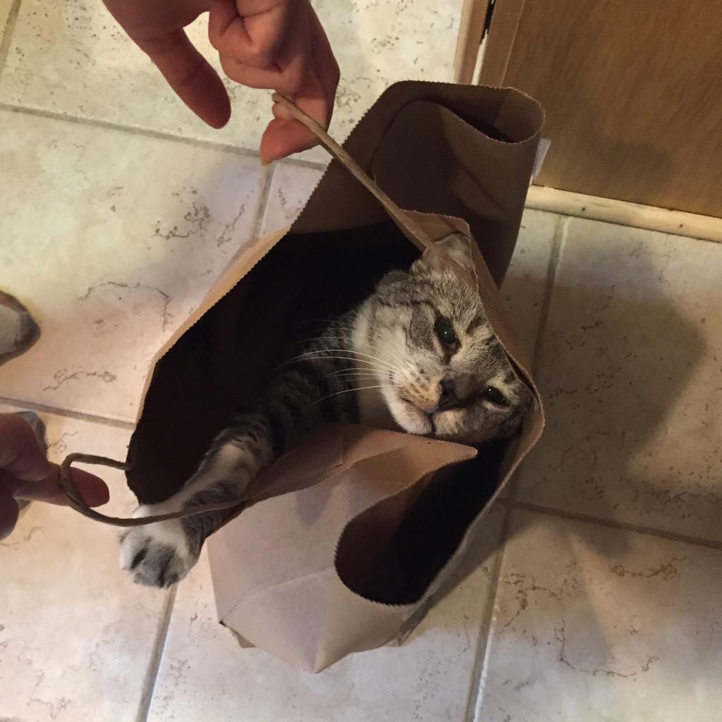 SabrinaAnnLynn's tweet photo. "I guess the cats not out of the bag" @SariCarpenter http://t.co/ROORQkyTkE