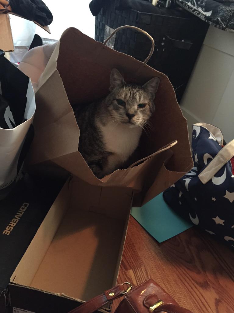 SabrinaAnnLynn's tweet photo. "I guess the cats not out of the bag" @SariCarpenter http://t.co/ROORQkyTkE