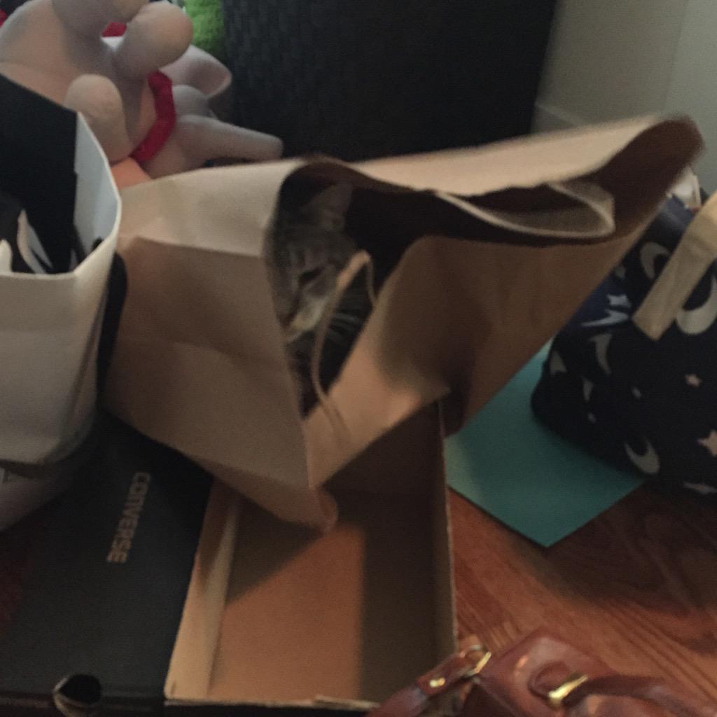 SabrinaAnnLynn's tweet photo. "I guess the cats not out of the bag" @SariCarpenter http://t.co/ROORQkyTkE