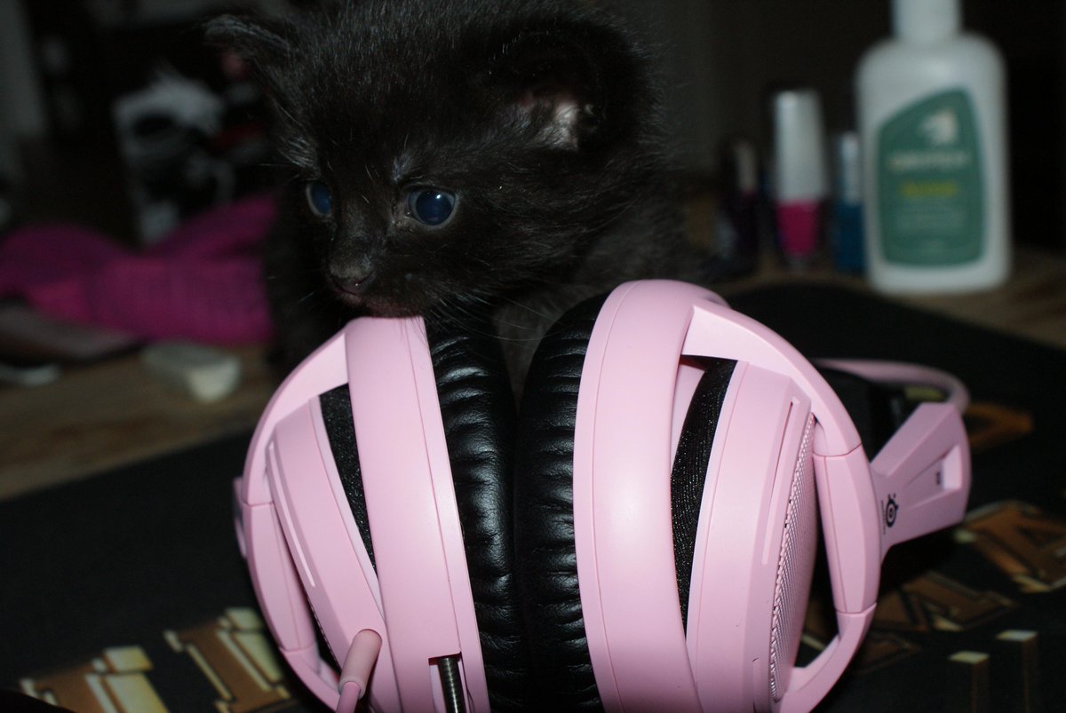 fpselin's tweet photo. Can I sit here? 
erh..
@SteelSeries #steelseries #csgo #kitten #charliethekitten http://t.co/s7rVSYuO0p