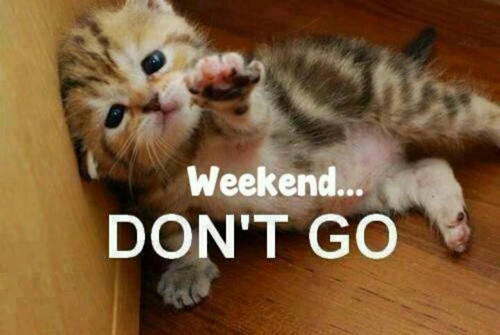 mindyacrawford's tweet photo. My thoughts exactly as my alarm went off this morning...sigh. #weekdaywoes #CatsOfTwitter http://t.co/gzjW3sQDRJ