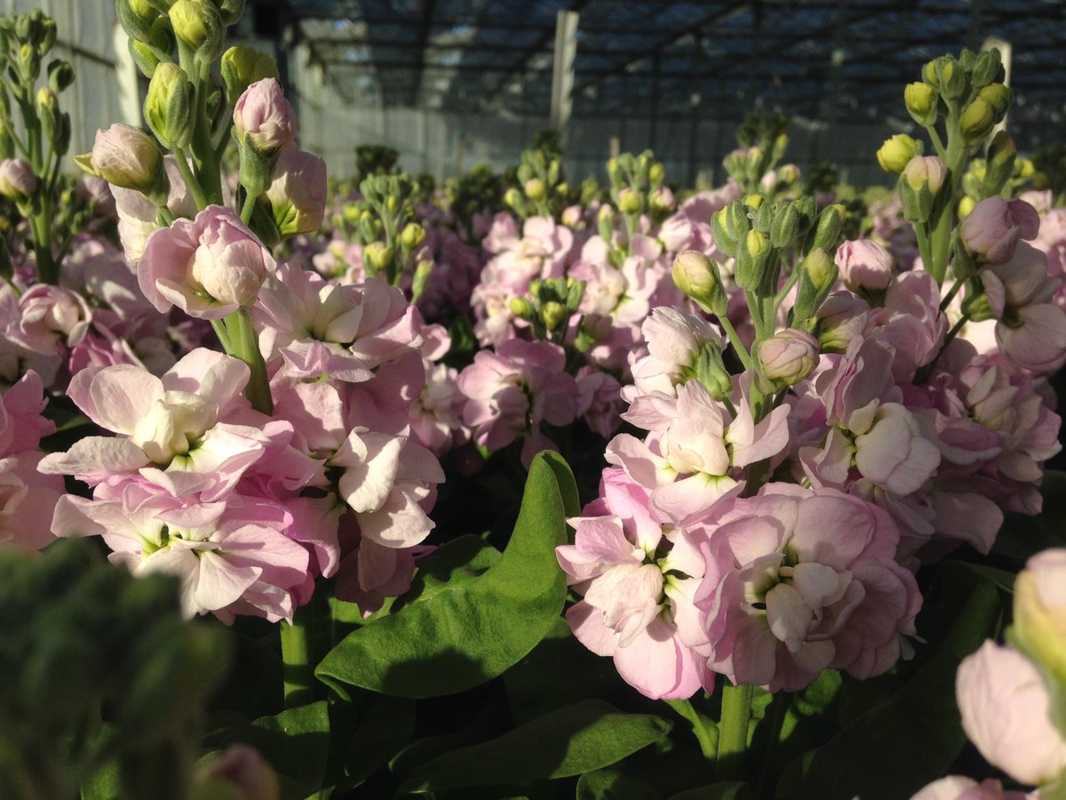 The sun setting on the stocks at <a href="/Lambs_Flowers/">lambs flowers</a>, soon to be sent to florists across Britain