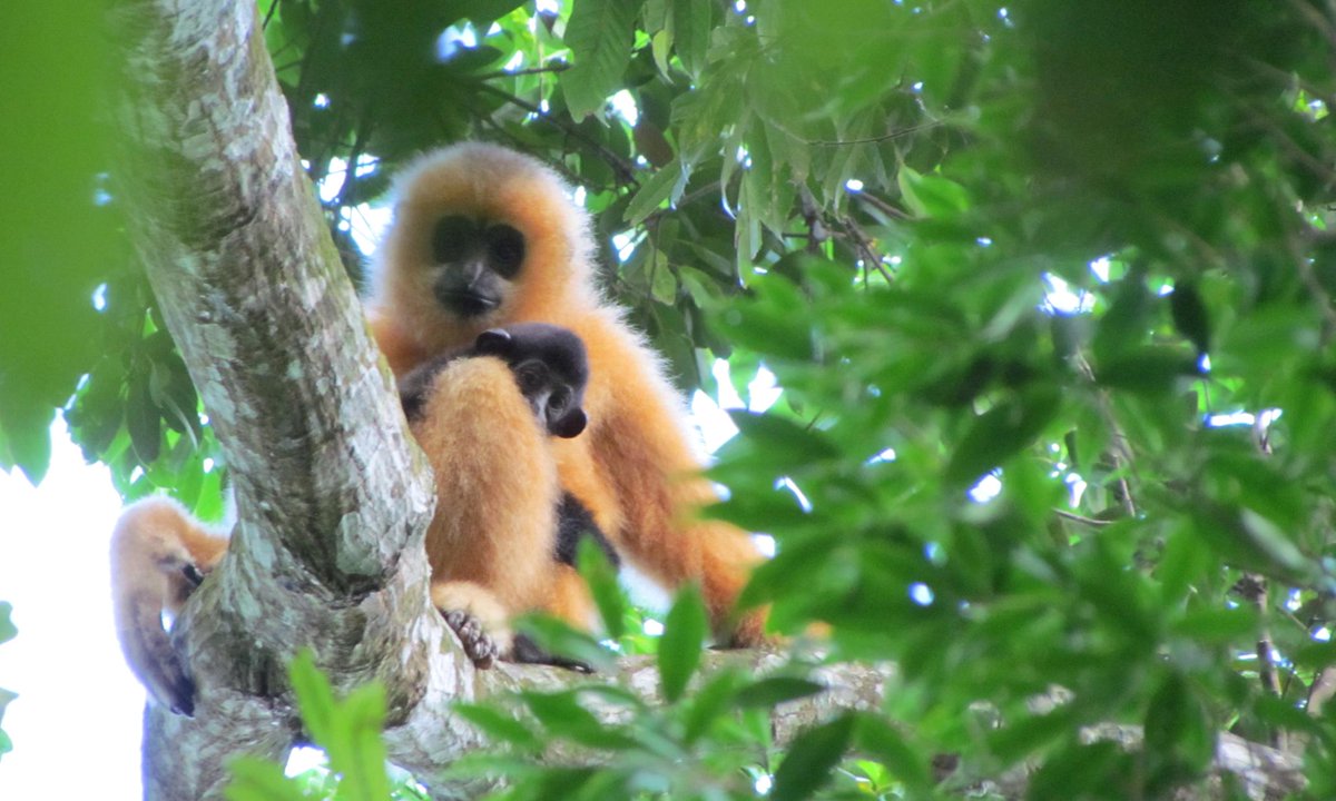 ZSL Science (@zslscience) on Twitter photo Plan to build treetop bridges to save critically-endangered Hainan gibbons theguardian.com/environment/20⦠<a href="/guardian/">The Guardian</a> Plan to build treetop bridges to save critically-endangered Hainan gibbons theguardian.com/environment/20⦠<a href="/guardian/">The Guardian</a>