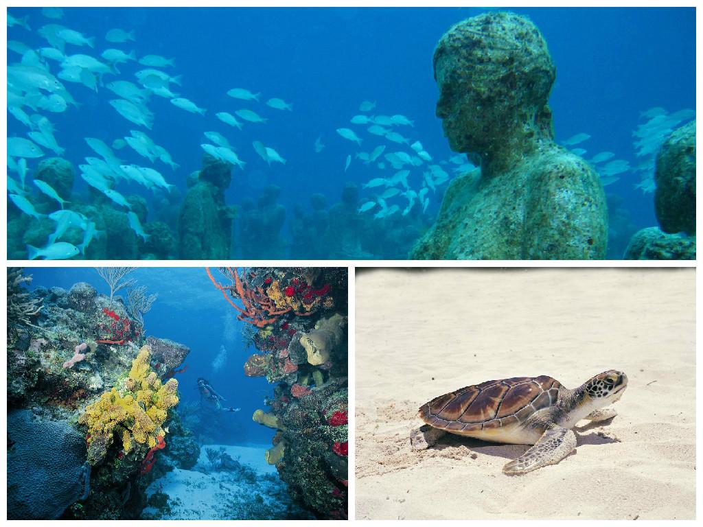 visitacaribemex's tweet photo. Bajo el mar de #IslaMujeres hay Tiburones dormidos, un Museo de Arte Contemporáneo y Arrecifes #IslasDeQuintanaRoo http://t.co/L4AzNMtzNn